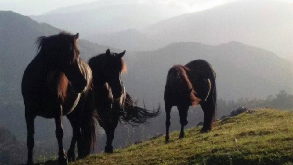 Hotel Rural Yeguada Albeitar Villayón Zewnętrze zdjęcie