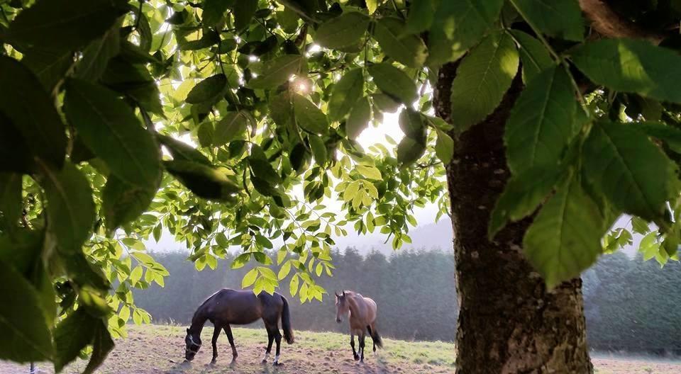 Hotel Rural Yeguada Albeitar Villayón Zewnętrze zdjęcie