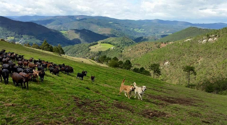 Hotel Rural Yeguada Albeitar Villayón Zewnętrze zdjęcie